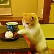ほんたくの画像