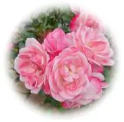 Kaffir Lilyの画像