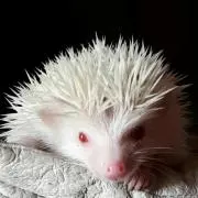いのっちの画像