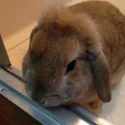 うさぉ