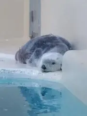 むっちょこ