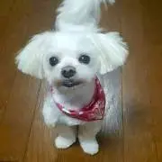 Yきの画像