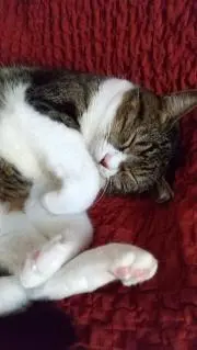 りんたろママの画像