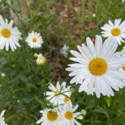 flowerの画像