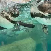 PENGUINの画像