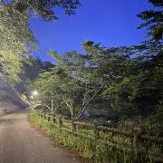 ぴよの画像