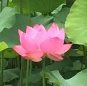 あきの画像