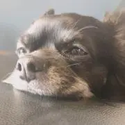 さだをの画像