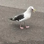 げんしばりゅー