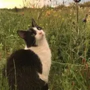 ねねこの画像