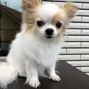 tks_aの画像