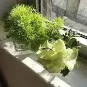 morの画像