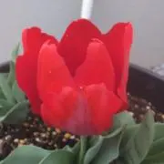 こうの画像
