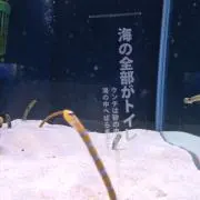 しー