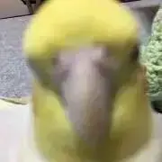 ヒよこの画像