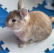 イトマキヒトデの画像