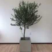 オリーブ屋さんの画像