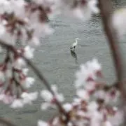 _ZYの画像