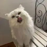 ファイΦの画像