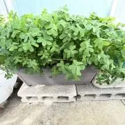 じゅんじゅんの画像