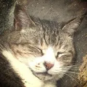パリニャン