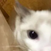 米粉の画像