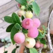 ブルーベリーの画像
