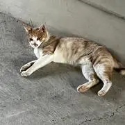 あい