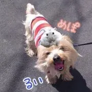 友美