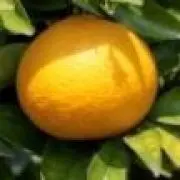 まじめなミカンの画像