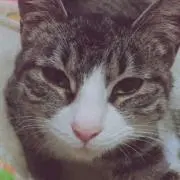 hの画像