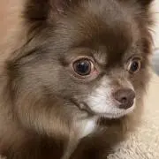 reoの画像