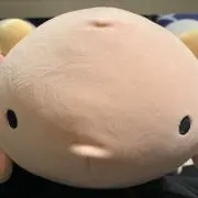 しぃるの画像