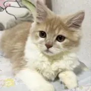 メロ★まとめ買い申請お値引きします★の画像