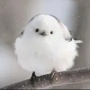 makoだもん