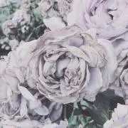 うらら