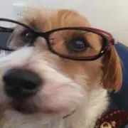 Sayangの画像