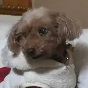ぱふ