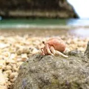 やどかり☆の画像