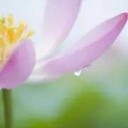 リリーの画像