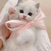 M❥❥平日なら即発送の画像