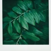Garam Leftyの画像
