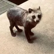 Mamiの画像