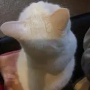 neko