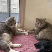 SdFtyの画像