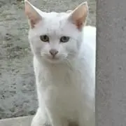 フルール*フルール