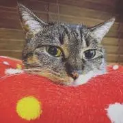 にゃんた★断捨離中の画像