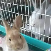 スミメロの画像
