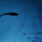 むの画像
