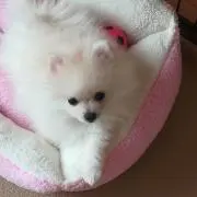 おみその画像